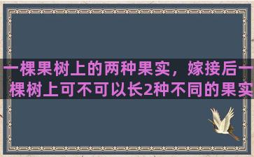 一棵果树上的两种果实，嫁接后一棵树上可不可以长2种不同的果实