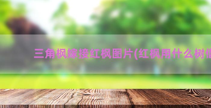 三角枫嫁接红枫图片(红枫用什么树借接)