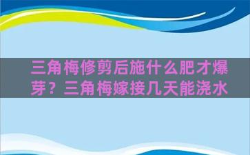 三角梅修剪后施什么肥才爆芽？三角梅嫁接几天能浇水