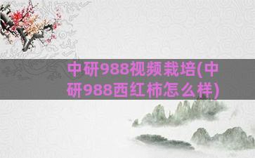 中研988视频栽培(中研988西红柿怎么样)