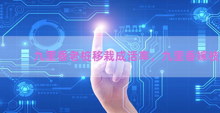 九里香老桩移栽成活率，九里香嫁枝方法