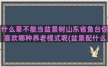 什么草不能当盆景树山东省鱼台你喜欢哪种养老模式呢(盆景配什么草)