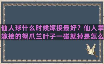 仙人球什么时候嫁接最好？仙人掌嫁接的蟹爪兰叶子一碰就掉是怎么回事