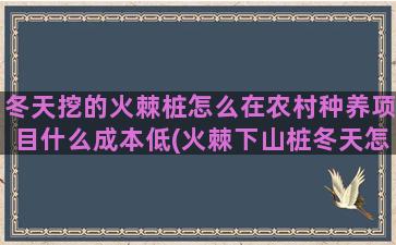 冬天挖的火棘桩怎么在农村种养项目什么成本低(火棘下山桩冬天怎么保护)