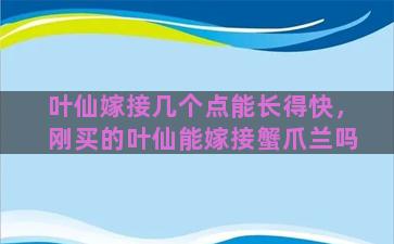 叶仙嫁接几个点能长得快，刚买的叶仙能嫁接蟹爪兰吗