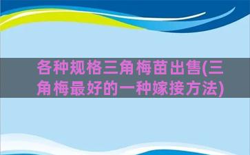 各种规格三角梅苗出售(三角梅最好的一种嫁接方法)