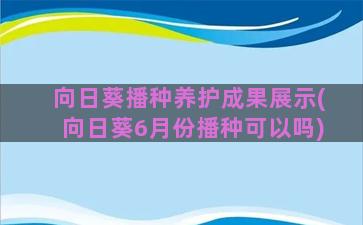 向日葵播种养护成果展示(向日葵6月份播种可以吗)