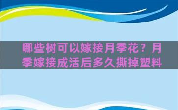 哪些树可以嫁接月季花？月季嫁接成活后多久撕掉塑料