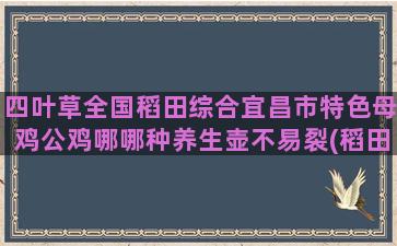 四叶草全国稻田综合宜昌市特色母鸡公鸡哪哪种养生壶不易裂(稻田里的四叶草)