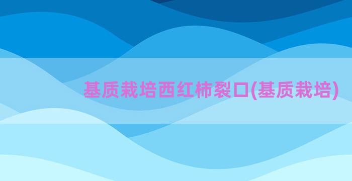 基质栽培西红柿裂口(基质栽培)