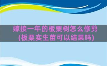 嫁接一年的板栗树怎么修剪(板栗实生苗可以结果吗)