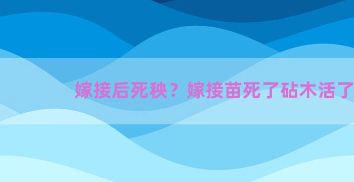 嫁接后死秧？嫁接苗死了砧木活了