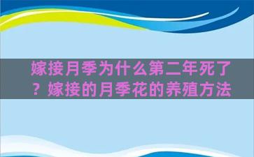 嫁接月季为什么第二年死了？嫁接的月季花的养殖方法