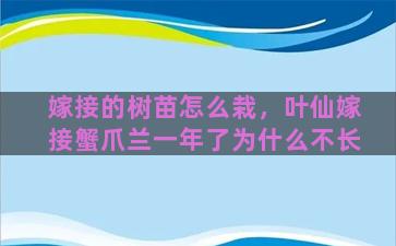 嫁接的树苗怎么栽，叶仙嫁接蟹爪兰一年了为什么不长