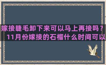 嫁接睫毛卸下来可以马上再接吗？11月份嫁接的石榴什么时间可以拆线