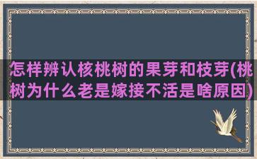 怎样辨认核桃树的果芽和枝芽(桃树为什么老是嫁接不活是啥原因)