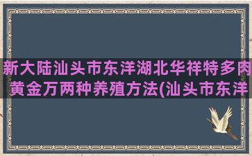 新大陆汕头市东洋湖北华祥特多肉黄金万两种养殖方法(汕头市东洋中学)