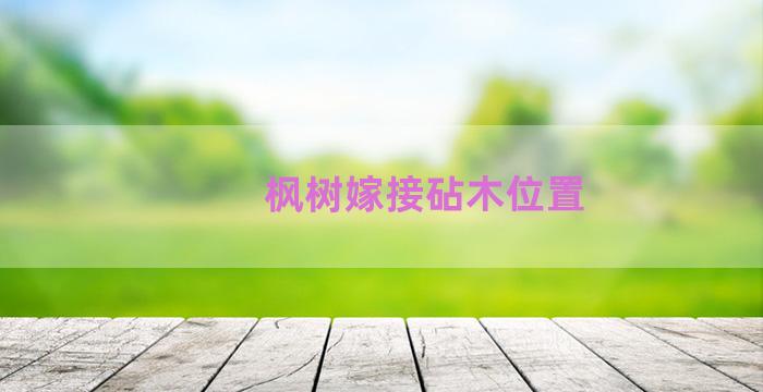 枫树嫁接砧木位置