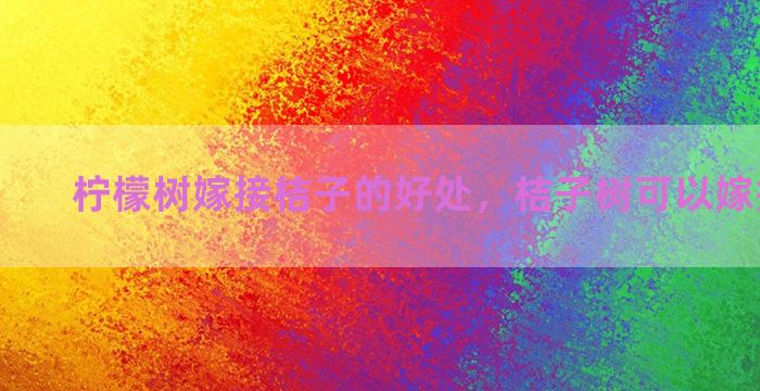 柠檬树嫁接桔子的好处，桔子树可以嫁接金豆吗