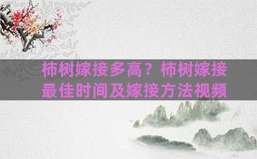 柿树嫁接多高？柿树嫁接最佳时间及嫁接方法视频