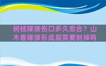 树枝嫁接伤口多久愈合？山木香嫁接形成层需要刮掉吗