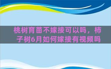 桃树育苗不嫁接可以吗，柿子树6月如何嫁接有视频吗