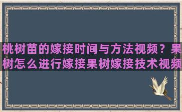 桃树苗的嫁接时间与方法视频？果树怎么进行嫁接果树嫁接技术视频