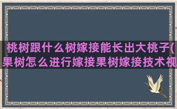 桃树跟什么树嫁接能长出大桃子(果树怎么进行嫁接果树嫁接技术视频,嫁接方法图解)