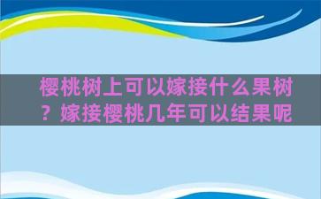 樱桃树上可以嫁接什么果树？嫁接樱桃几年可以结果呢