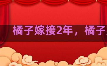 橘子嫁接2年，橘子嫁接