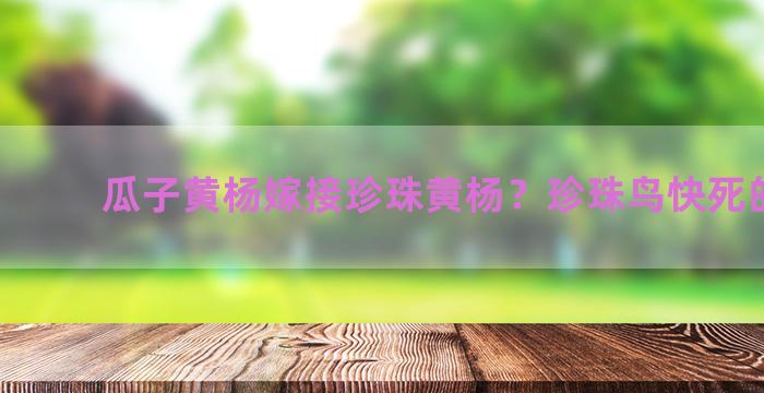 瓜子黄杨嫁接珍珠黄杨？珍珠鸟快死的征兆