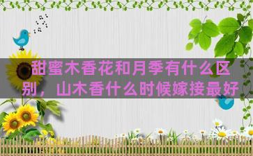 甜蜜木香花和月季有什么区别，山木香什么时候嫁接最好