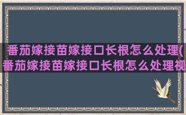 番茄嫁接苗嫁接口长根怎么处理(番茄嫁接苗嫁接口长根怎么处理视频)