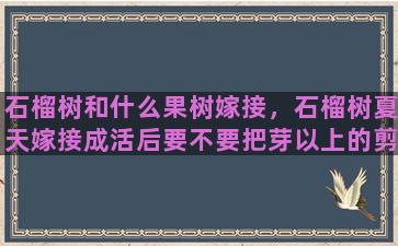 石榴树和什么果树嫁接，石榴树夏天嫁接成活后要不要把芽以上的剪去