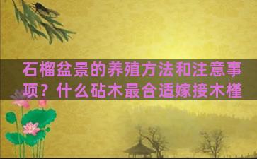 石榴盆景的养殖方法和注意事项？什么砧木最合适嫁接木槿