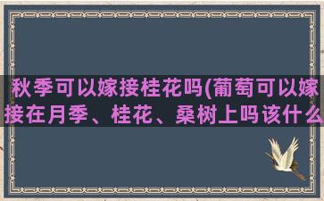 秋季可以嫁接桂花吗(葡萄可以嫁接在月季、桂花、桑树上吗该什么时候嫁接)