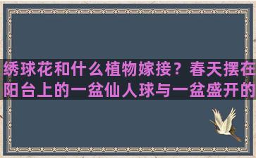 绣球花和什么植物嫁接？春天摆在阳台上的一盆仙人球与一盆盛开的绣球花