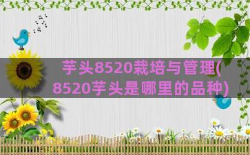 芋头8520栽培与管理(8520芋头是哪里的品种)