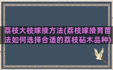 荔枝大枝嫁接方法(荔枝嫁接育苗法如何选择合适的荔枝砧木品种)