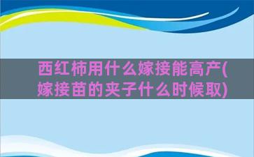 西红柿用什么嫁接能高产(嫁接苗的夹子什么时候取)