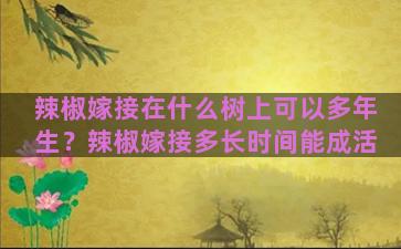 辣椒嫁接在什么树上可以多年生？辣椒嫁接多长时间能成活