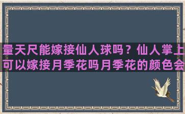 量天尺能嫁接仙人球吗？仙人掌上可以嫁接月季花吗月季花的颜色会改变吗