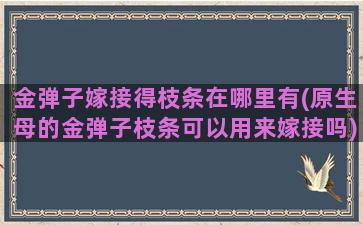 金弹子嫁接得枝条在哪里有(原生母的金弹子枝条可以用来嫁接吗)