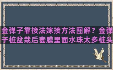 金弹子靠接法嫁接方法图解？金弹子桩盆栽后套膜里面水珠太多桩头像泡在水里会有影响吗