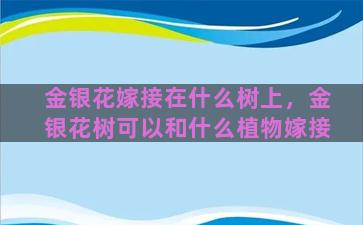 金银花嫁接在什么树上，金银花树可以和什么植物嫁接