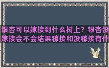 银杏可以嫁接到什么树上？银杏没嫁接会不会结果稼接和没稼接有什么区别