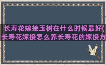 长寿花嫁接玉树在什么时候最好(长寿花嫁接怎么养长寿花的嫁接方法和养护技巧)