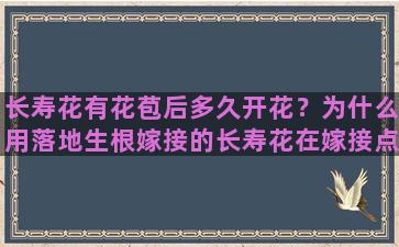 长寿花有花苞后多久开花？为什么用落地生根嫁接的长寿花在嫁接点发黑