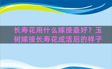 长寿花用什么嫁接最好？玉树嫁接长寿花成活后的样子