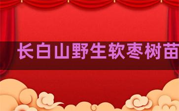 长白山野生软枣树苗繁植